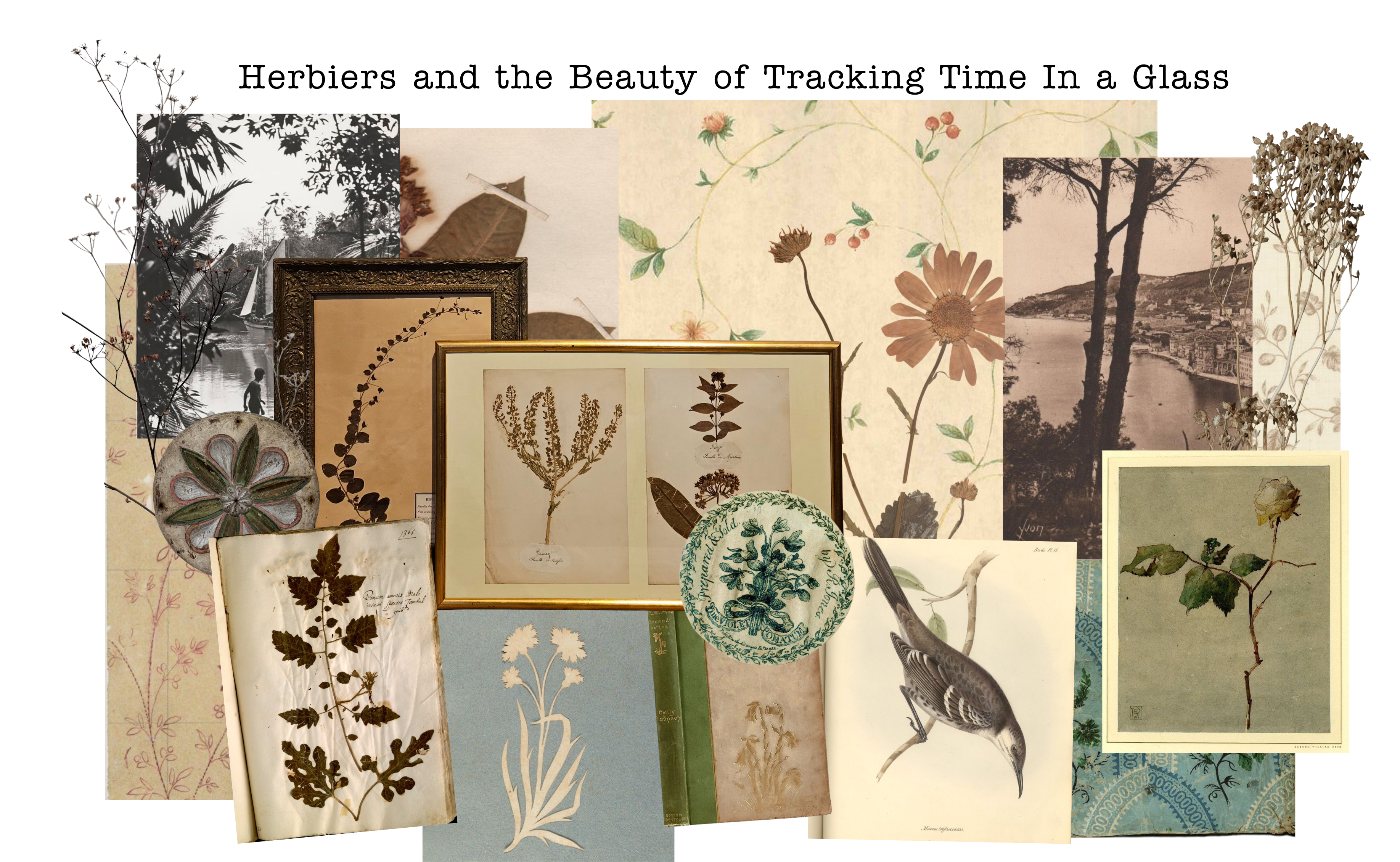 Herbiers and the Beauty of Tracking Time in a Glass