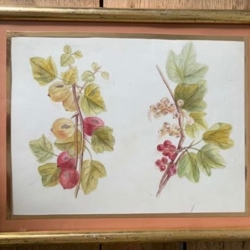 Framed Set of 5 Pencil and Watercolor Tree Fruit and Berries