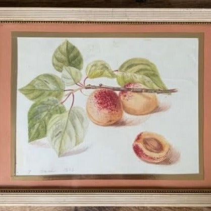 Framed Set of 5 Pencil and Watercolor Tree Fruit and Berries