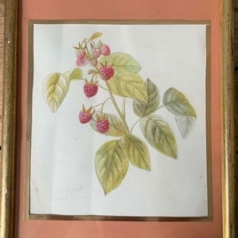 Framed Set of 5 Pencil and Watercolor Tree Fruit and Berries