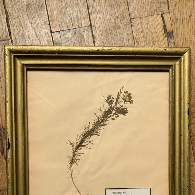 Framed Herbier #1