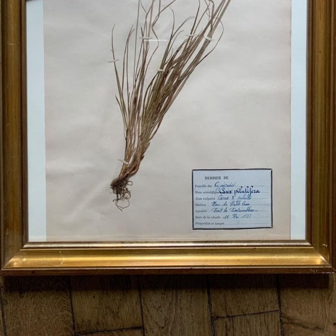 Framed Herbier #11