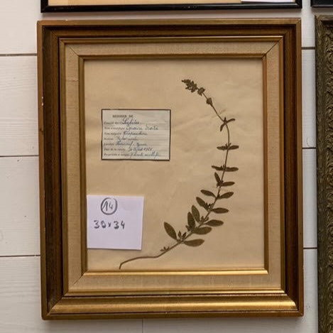 Framed French Herbier #26
