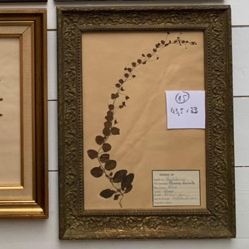 19th Century Framed French Herbier #27