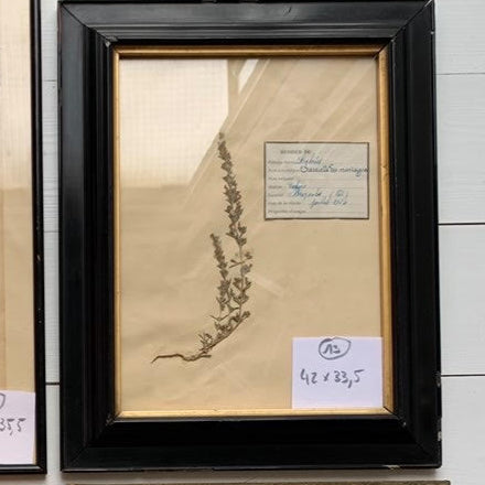 Framed French Herbier #25