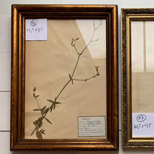 Framed French Herbier #28
