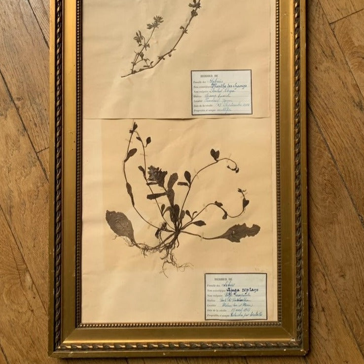 Framed Double Herbier #2