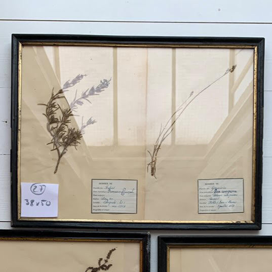 Framed French Herbier #39