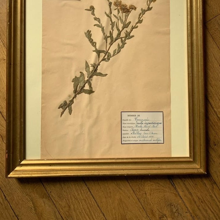 Framed Herbier #4