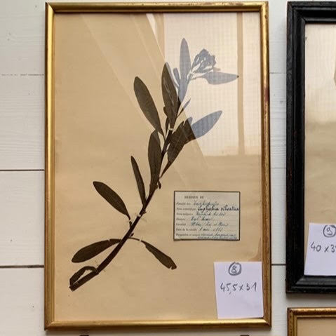 Framed French Herbier #20