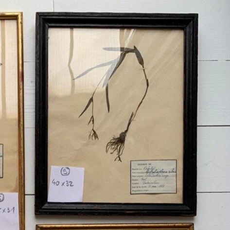 Framed French Herbier #21