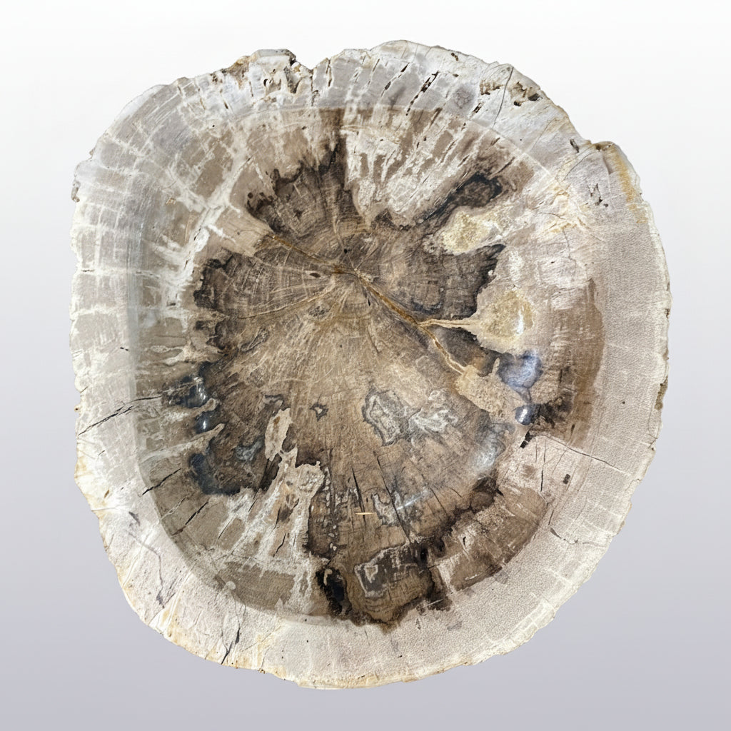 A sculptural petrified wood ashtray featuring organic form, natural grain, and beautifully varied neutral tones.