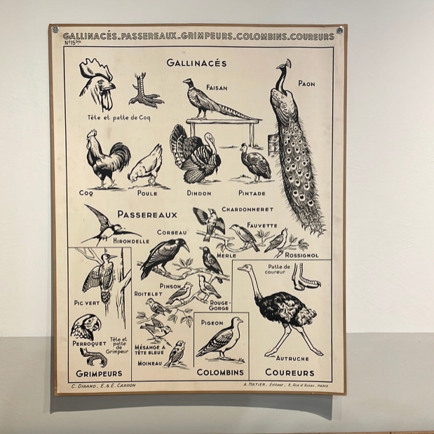 French Teaching Chart, Birds
