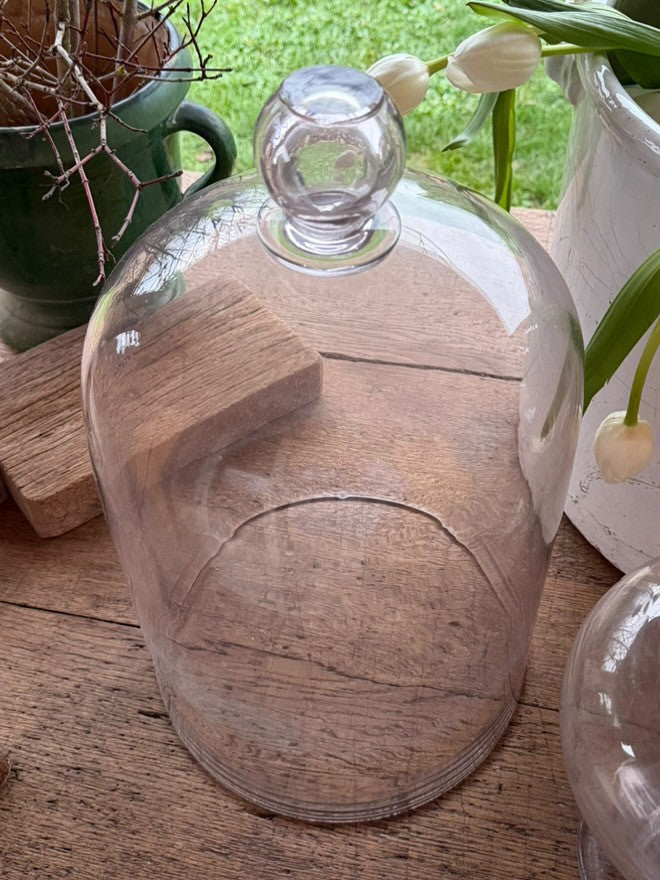 Wooden base with a glass dome on a wooden surface, surrounded by plants.