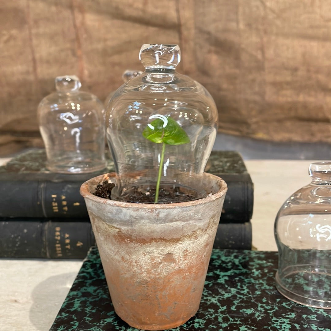 1920 French Seeding Cloche