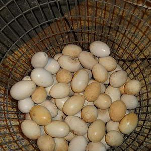 Plaster- Coated Wooden Decorative Eggs