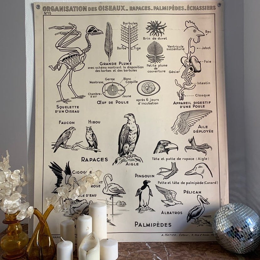 French Teaching Chart, Birds