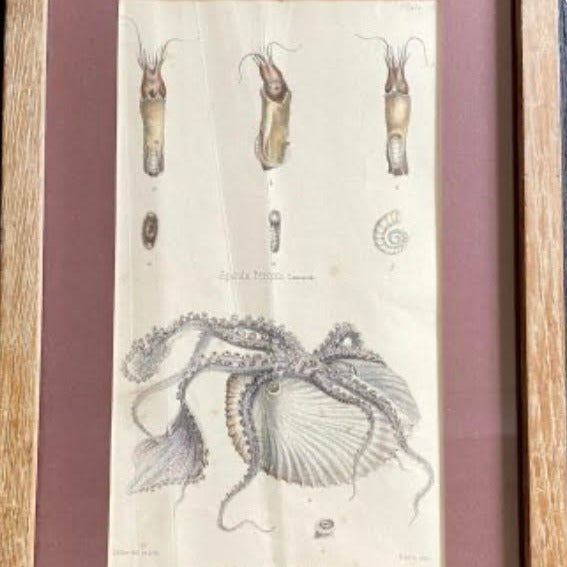 Set of 5 Framed Marine Mollusk Engravings