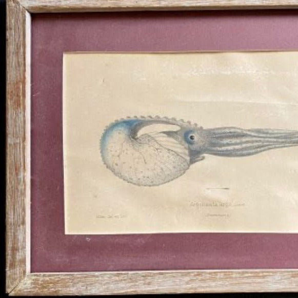 Set of 5 Framed Marine Mollusk Engravings