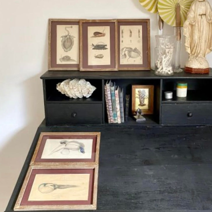 Set of 5 Framed Marine Mollusk Engravings