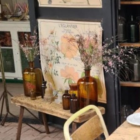 Teaching Chart, Plants