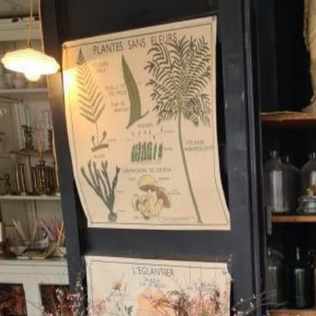 Teaching Chart, Plants