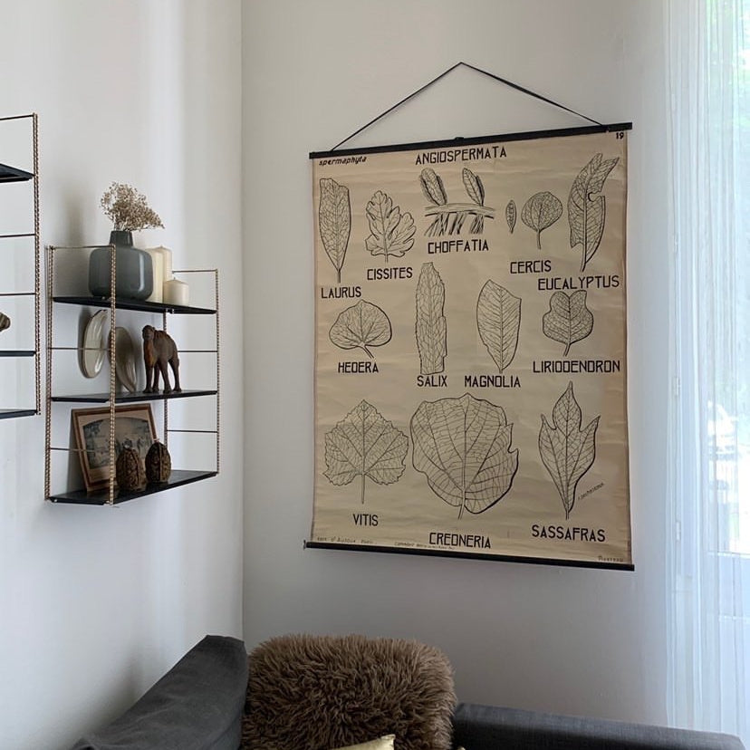 Teaching Chart, Anatomy of Plants