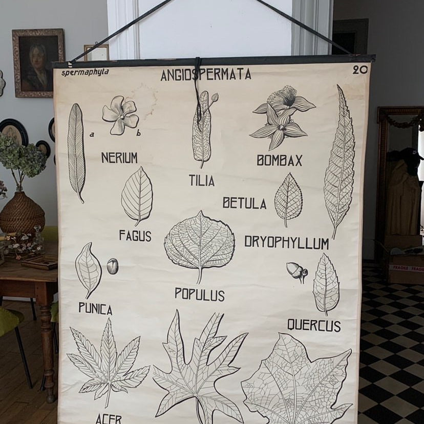 Teaching Chart, Anatomy of Plants