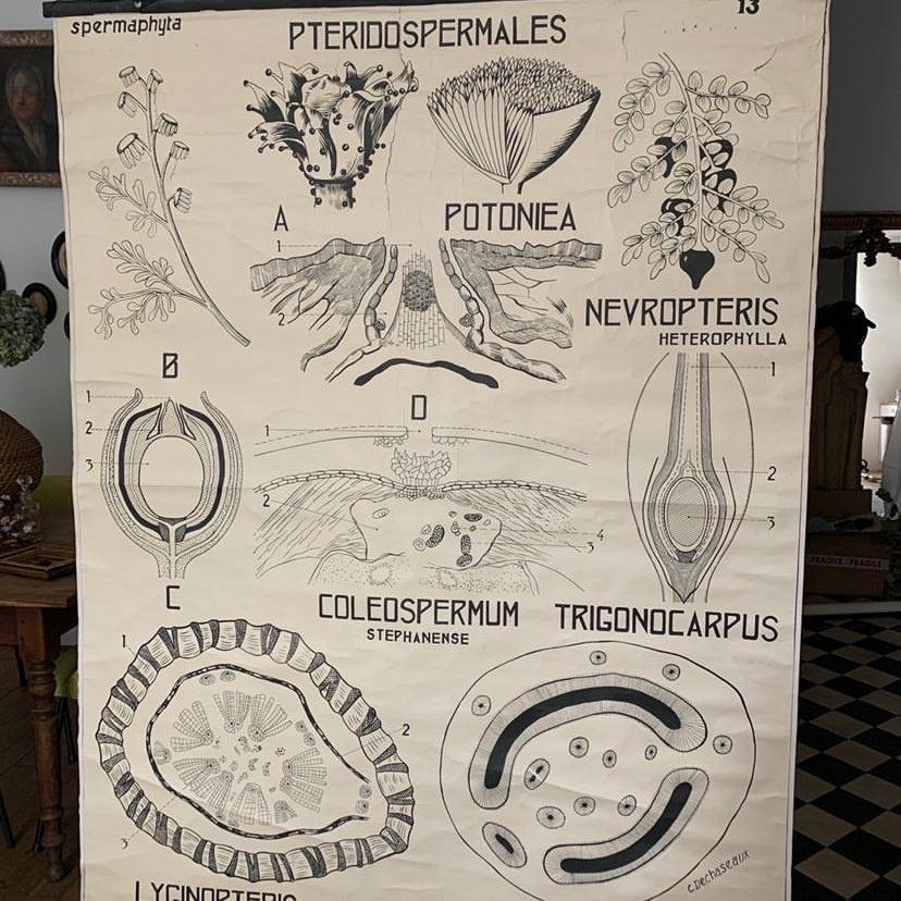 Teaching Chart, Anatomy of Plants