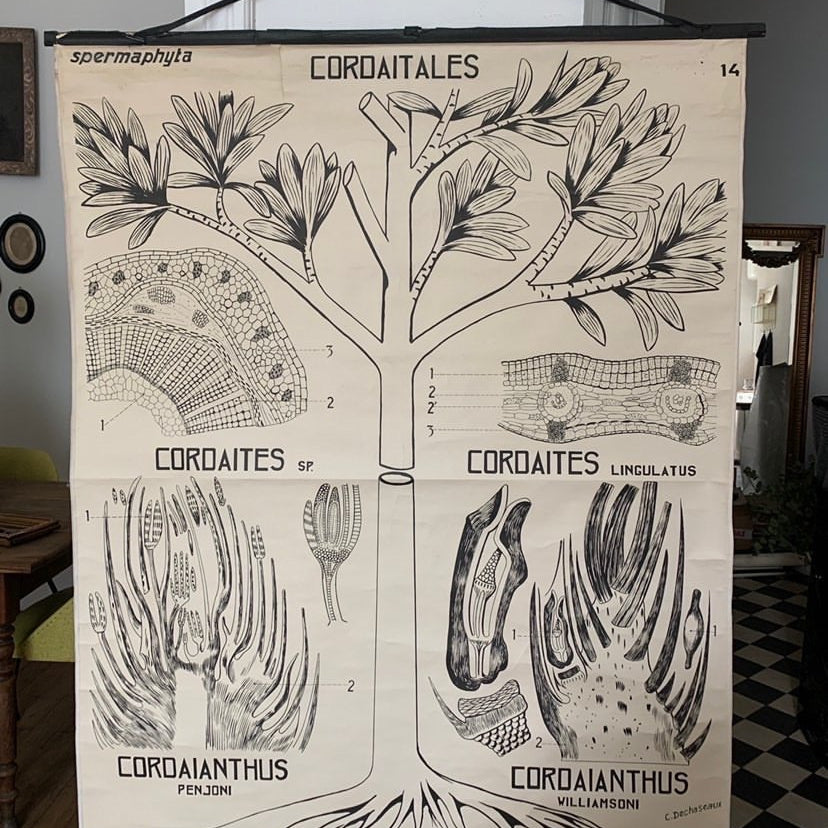 Teaching Chart, Anatomy of Plants