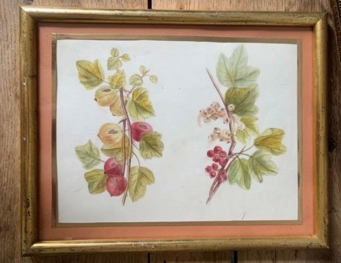 Pencil and Watercolor Tree Fruit and Berries