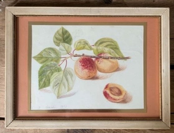 Pencil and Watercolor Tree Fruit and Berries