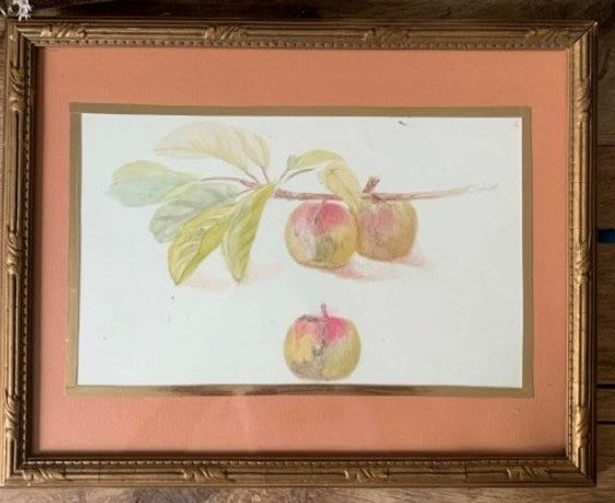 Pencil and Watercolor Tree Fruit and Berries