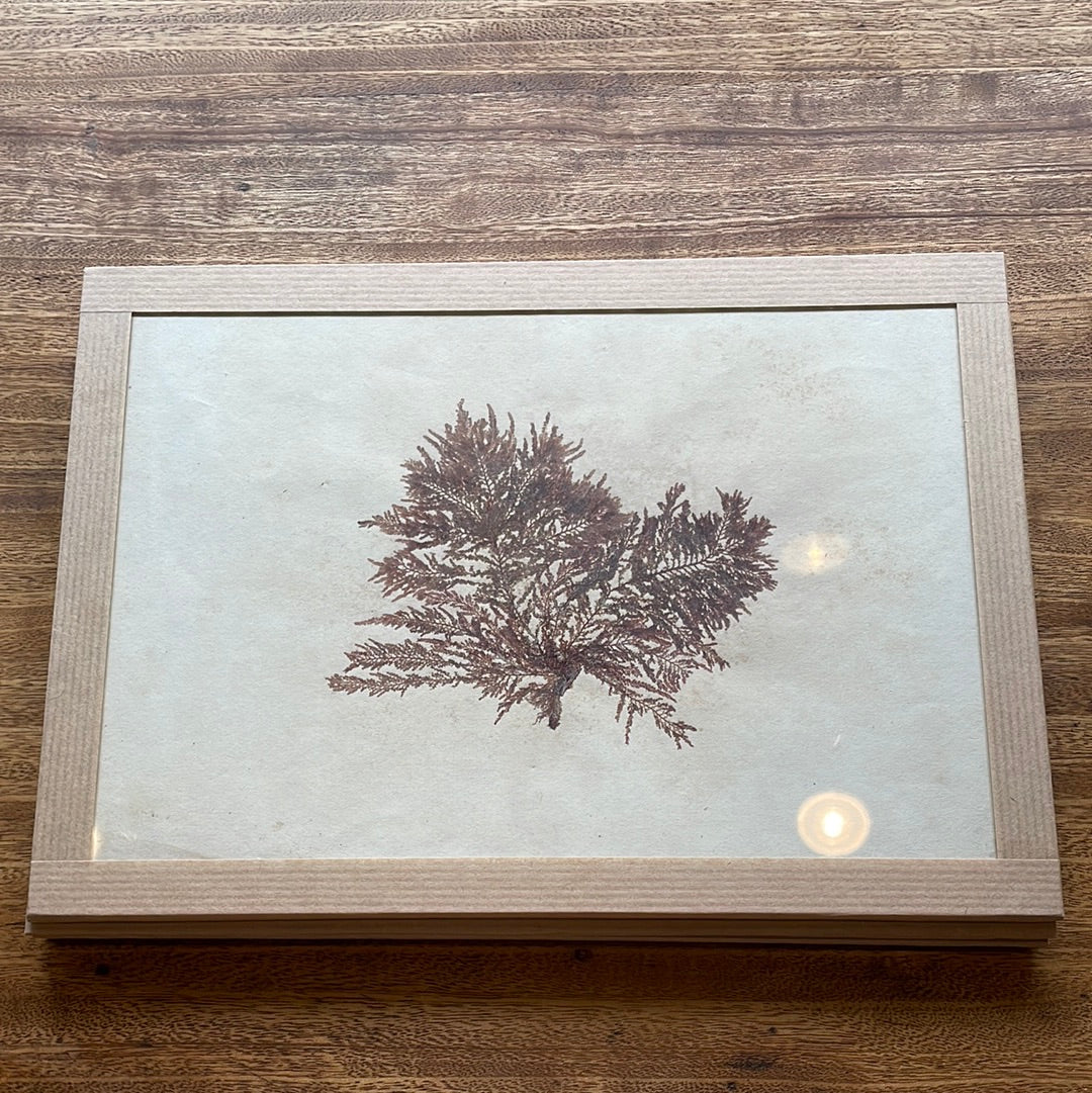 Mounted Algae Specimen on Board