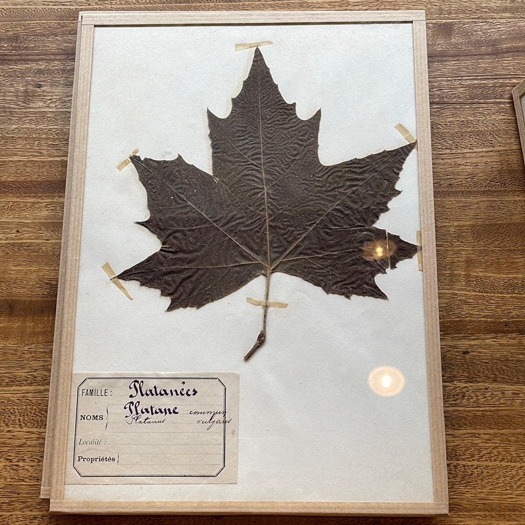 Framed Herbier