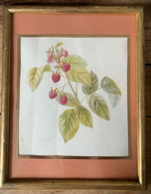 Pencil and Watercolor Tree Fruit and Berries