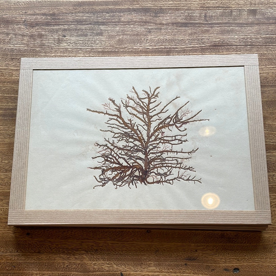 Mounted Algae Specimen on Board