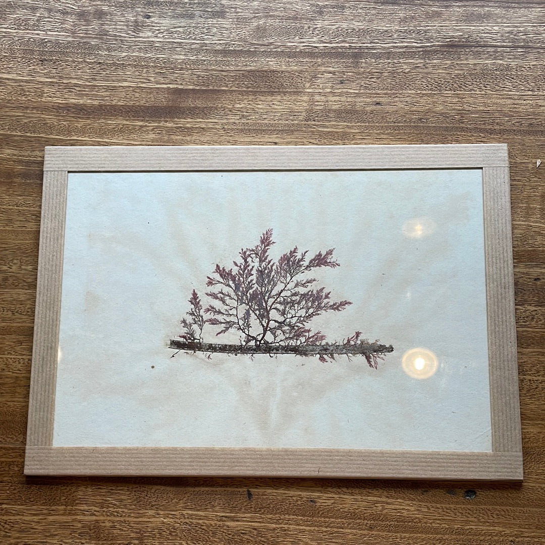 Mounted Algae Specimen on Board