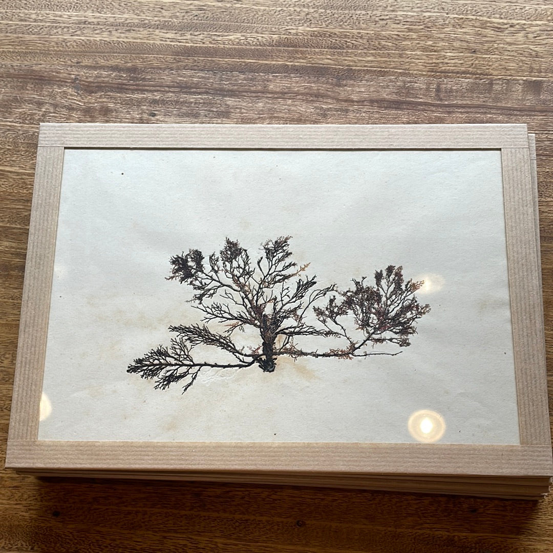Mounted Algae Specimen on Board