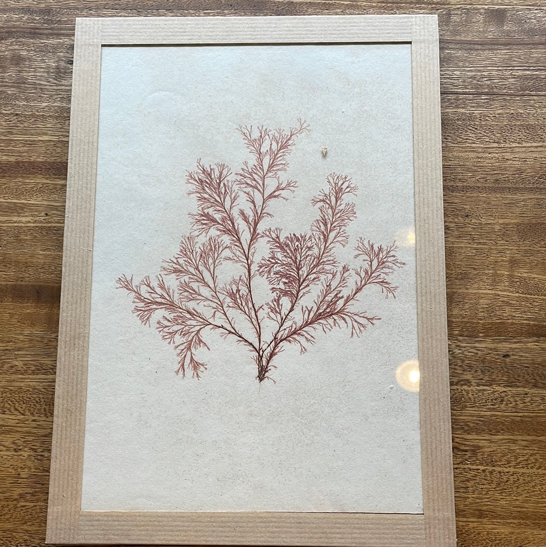 Mounted Algae Specimens on Board, 15 Available