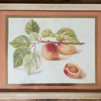 Framed Set of 5 Pencil and Watercolor Tree Fruit and Berries