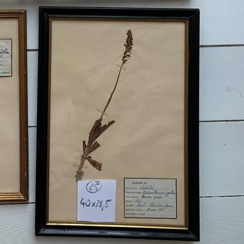 19th Century Framed French Herbier #36