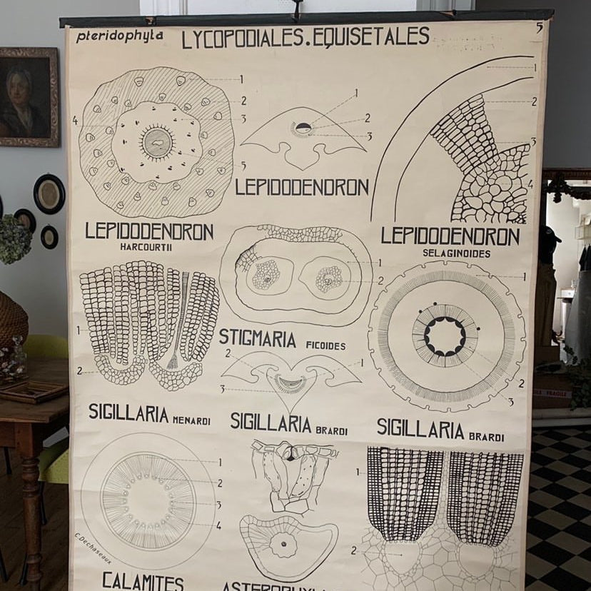 Teaching Chart, Anatomy of Plants