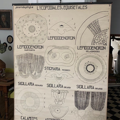 Teaching Chart, Anatomy of Plants