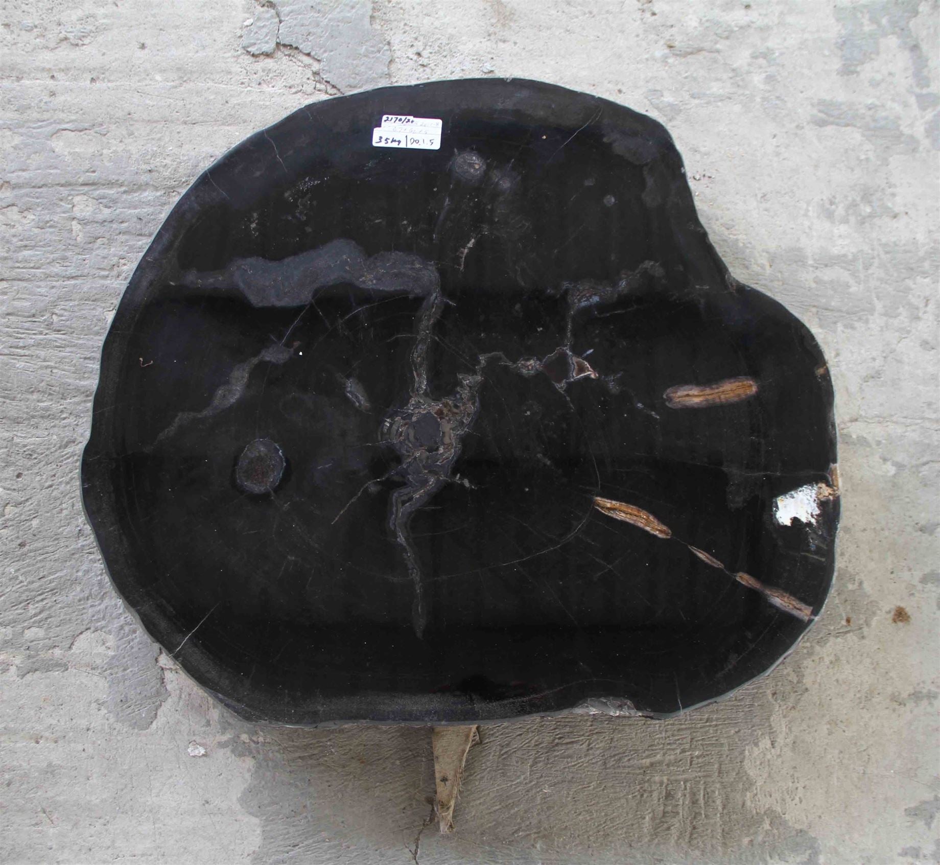 Petrified Wood Slab 1.5 Coffee Table