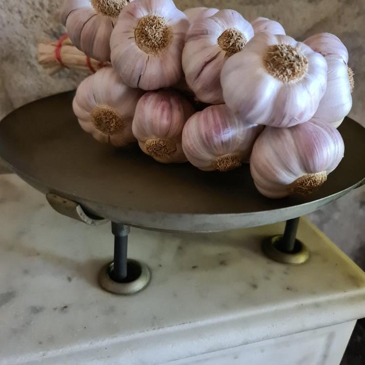 French Herbalist Marble Scale with Brass Plates