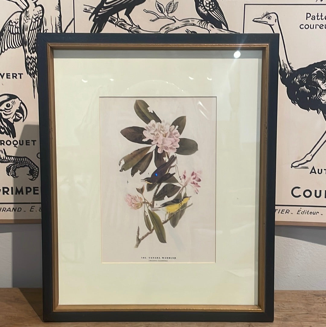 Framed Audubon Bird Lithograph