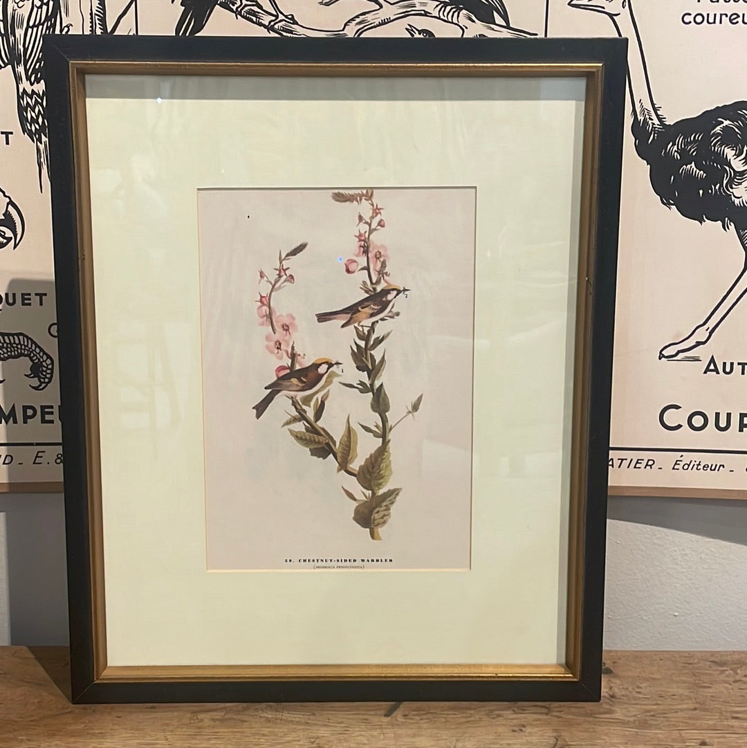 Framed Audubon Bird Lithograph